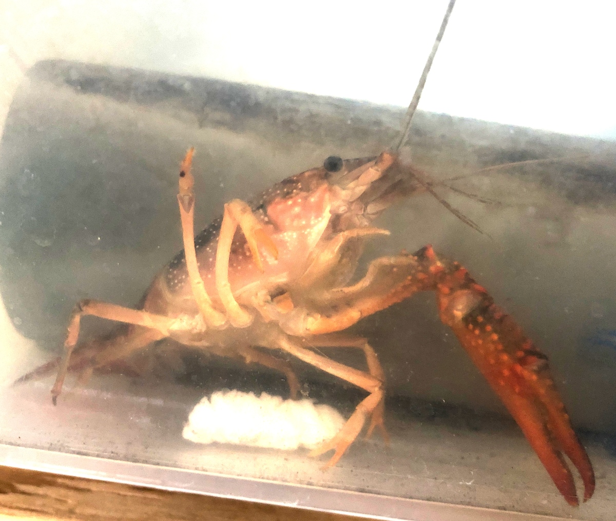 (キャプション自動取得対象外)