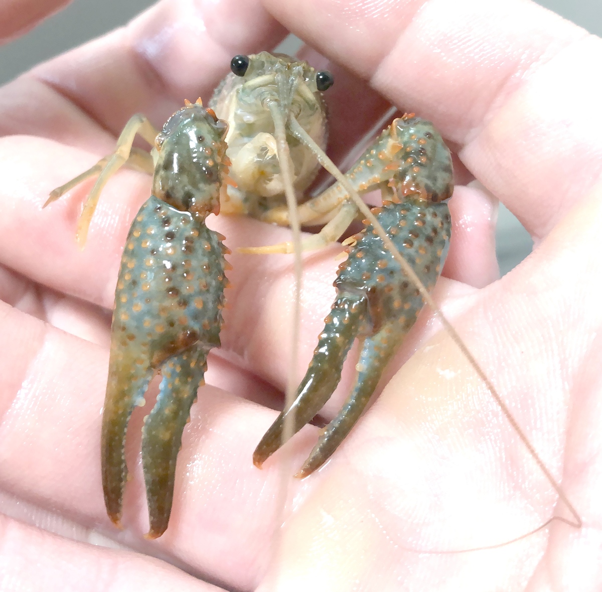 (キャプション自動取得対象外)