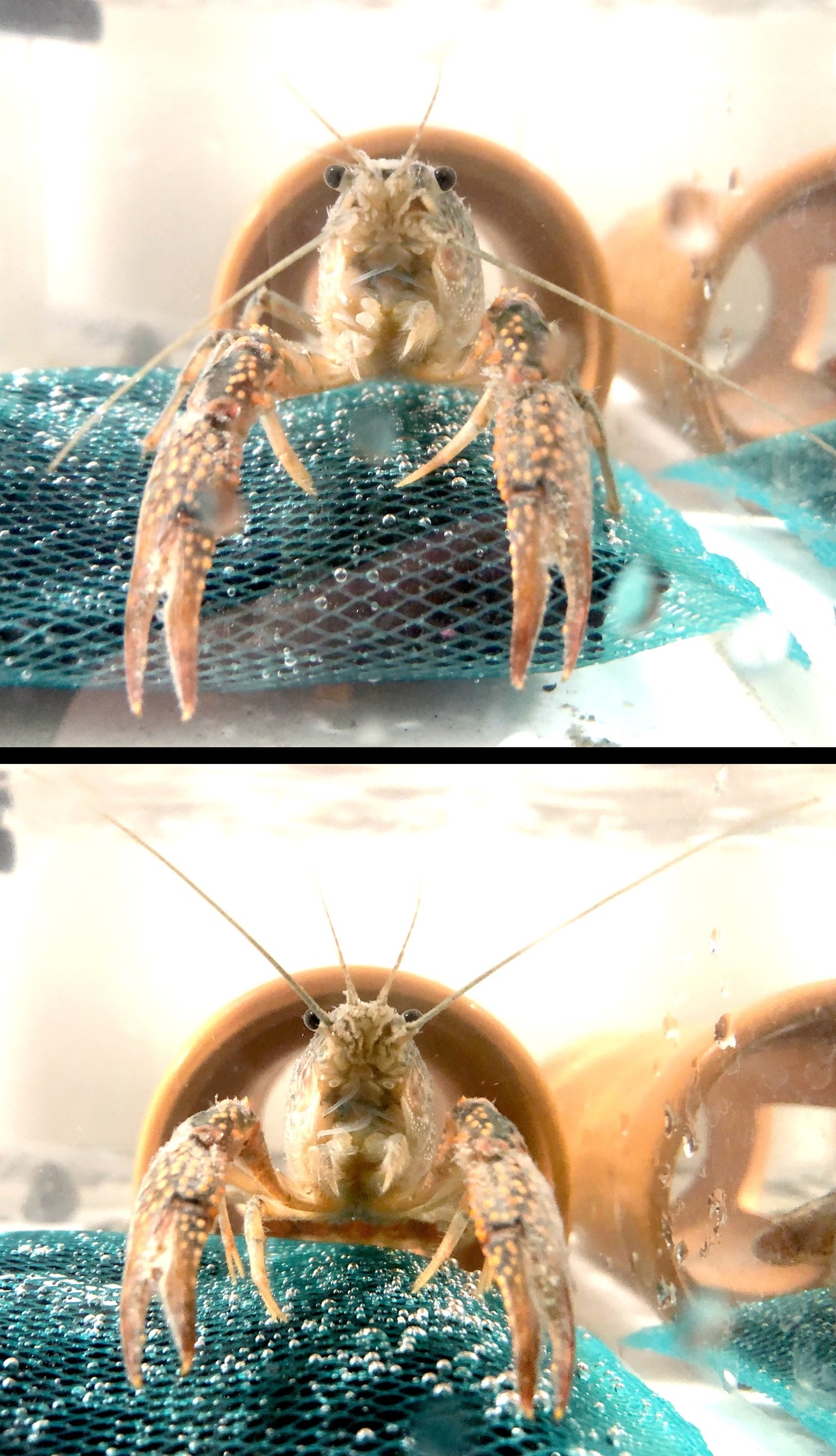 (キャプション自動取得対象外)