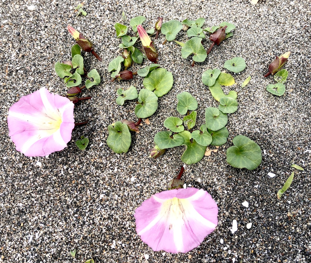 (キャプション自動取得対象外)