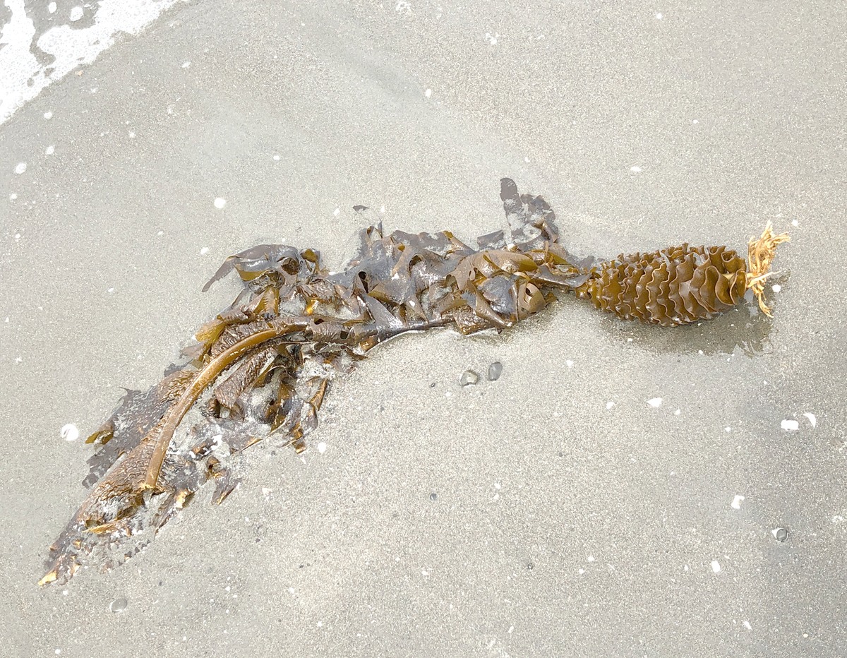 (キャプション自動取得対象外)