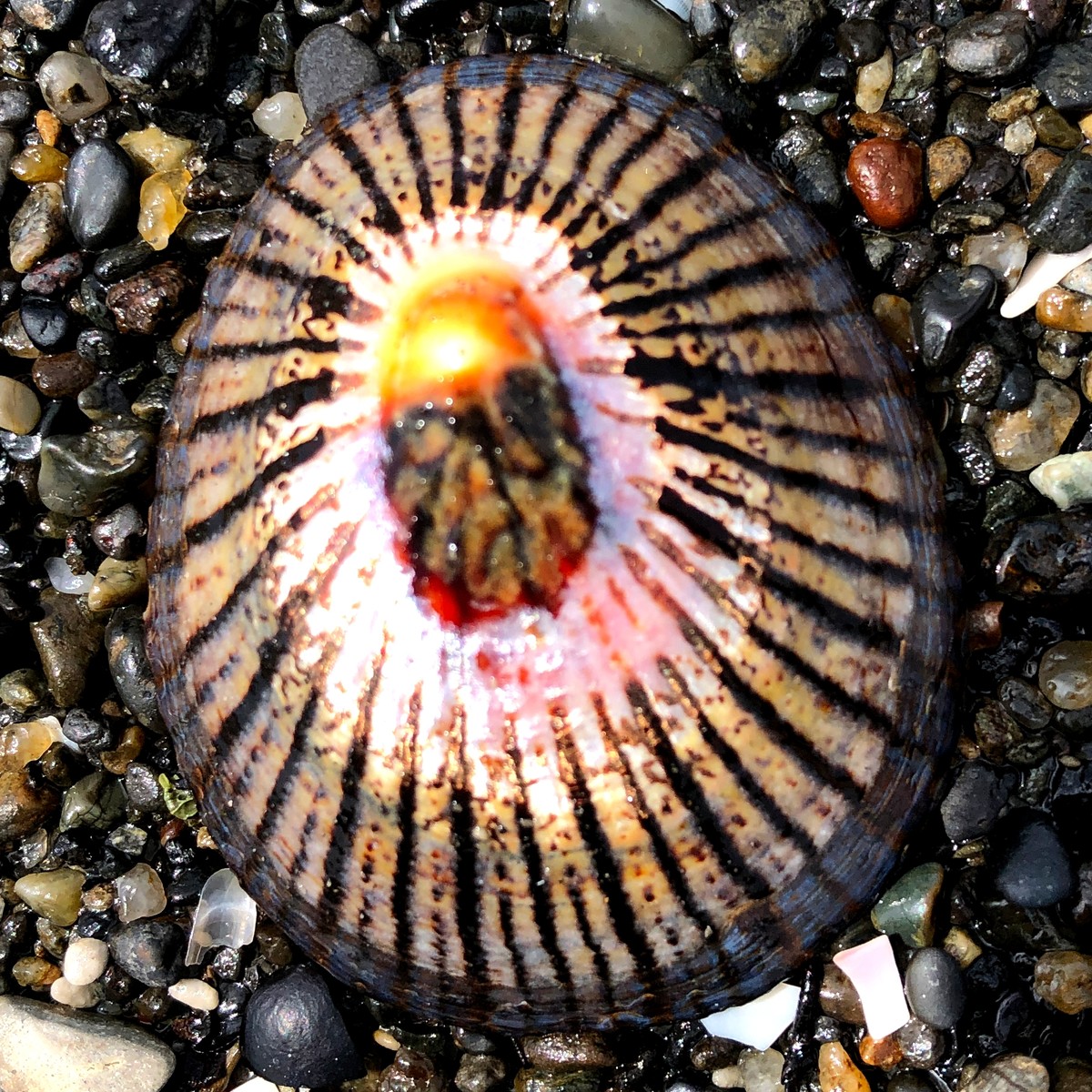 (キャプション自動取得対象外)