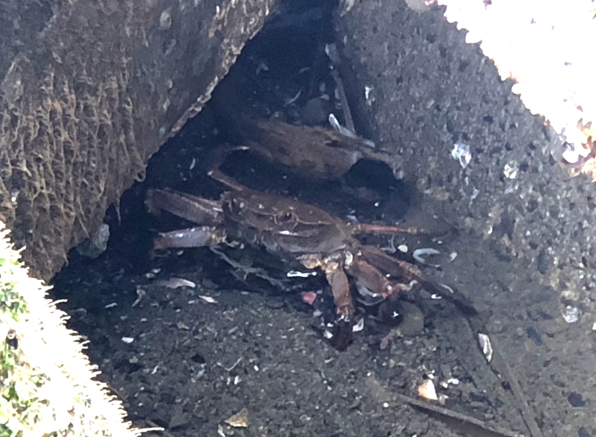 (キャプション自動取得対象外)