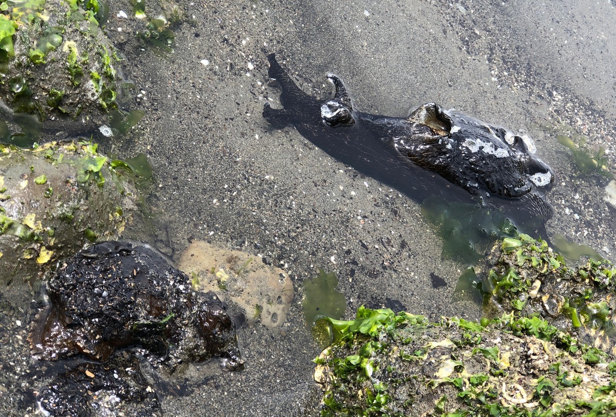 (キャプション自動取得対象外)