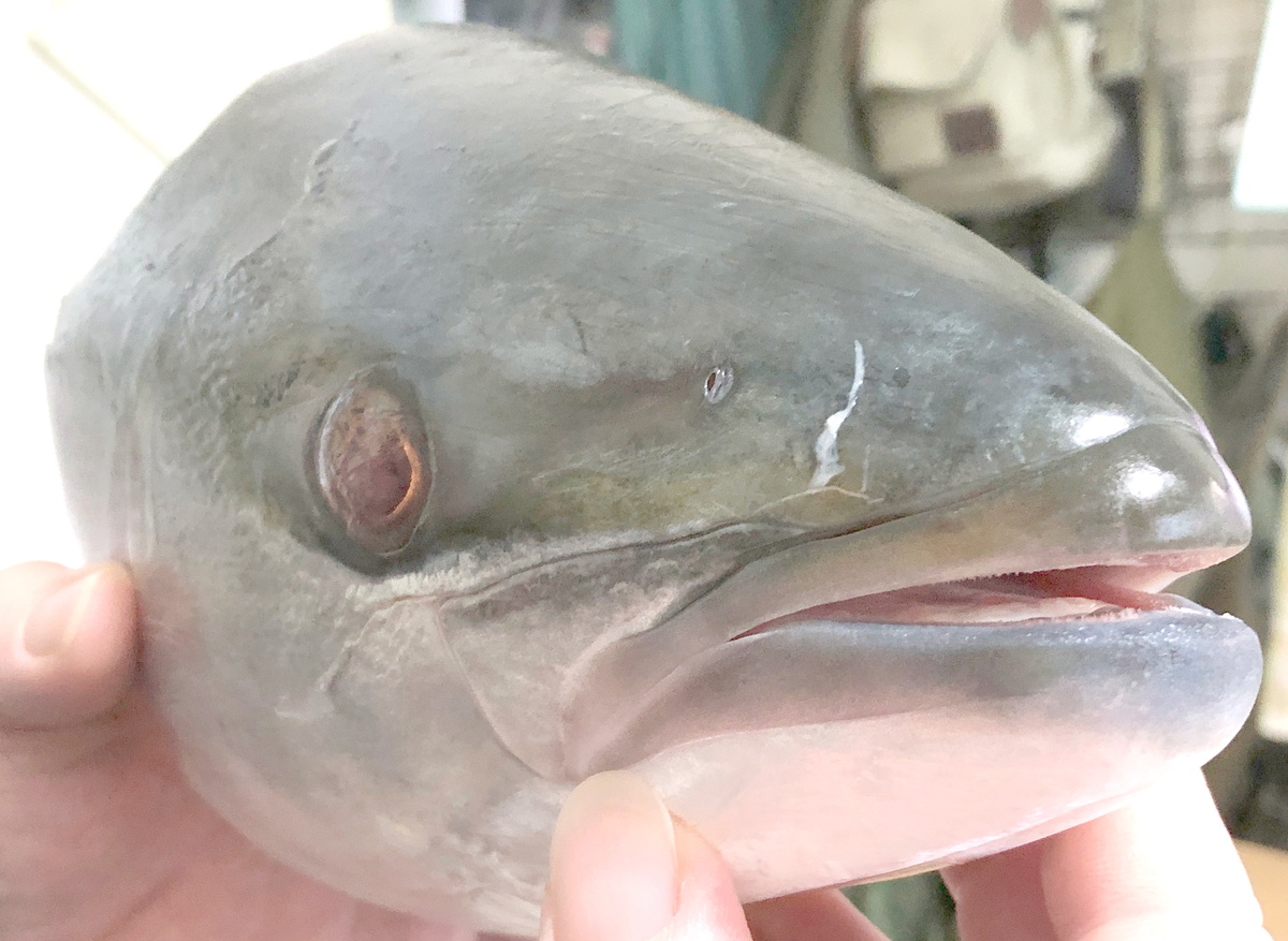 (キャプション自動取得対象外)