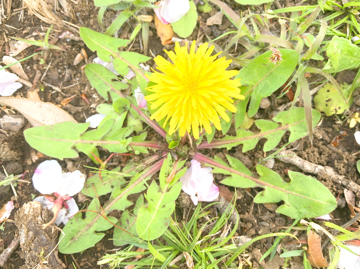 (キャプション自動取得対象外)