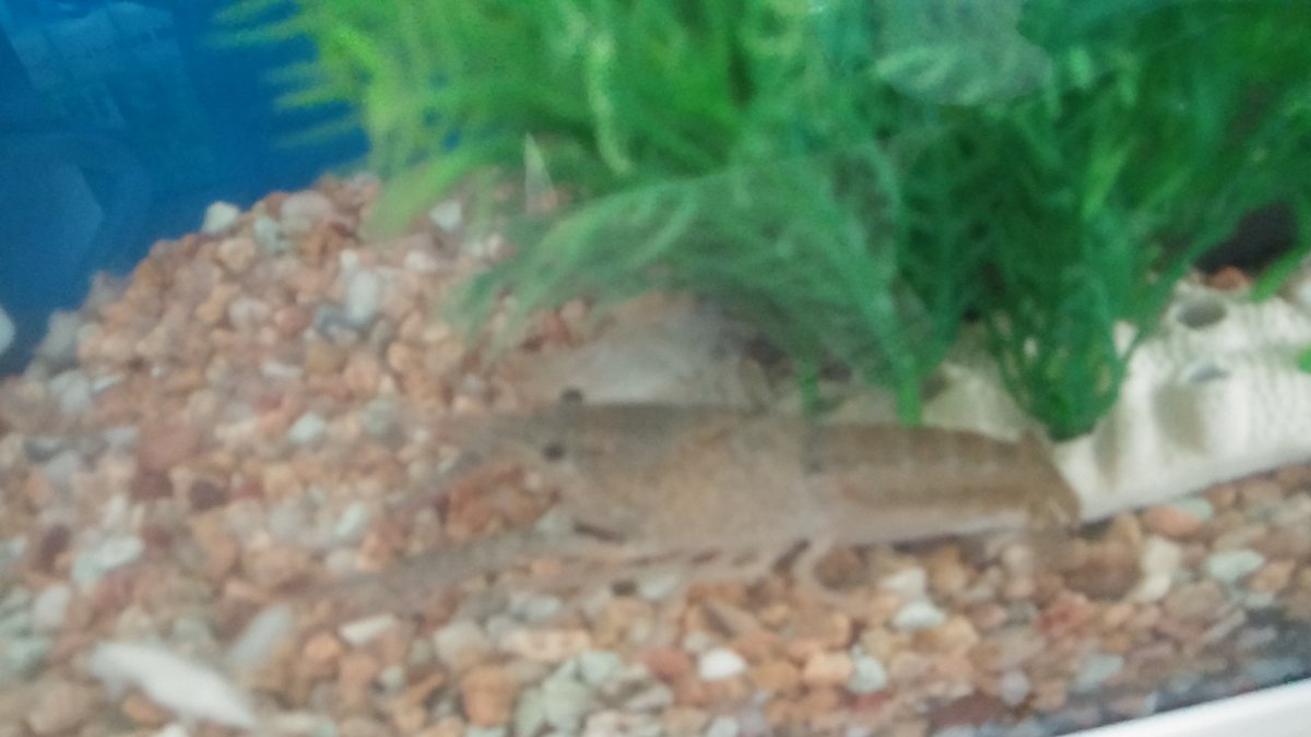 (キャプション自動取得対象外)