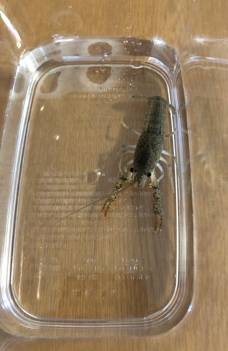 (キャプション自動取得対象外)