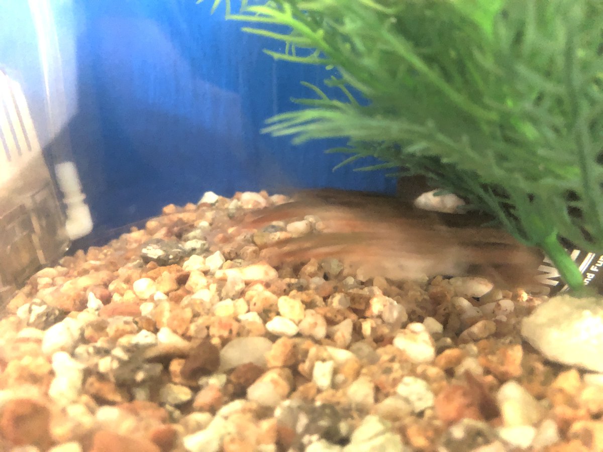 (キャプション自動取得対象外)