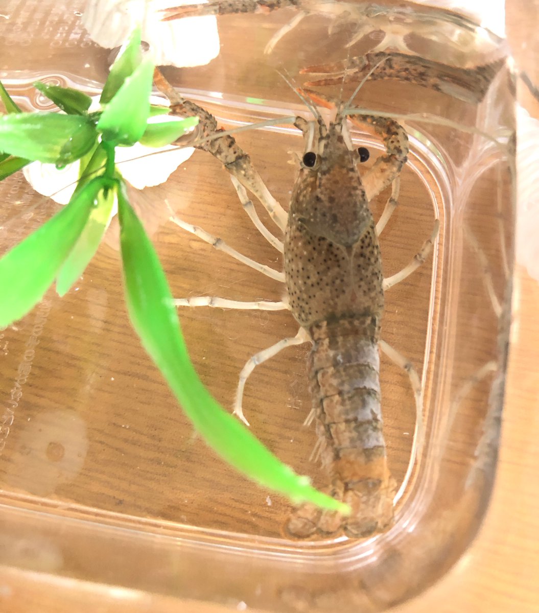 (キャプション自動取得対象外)