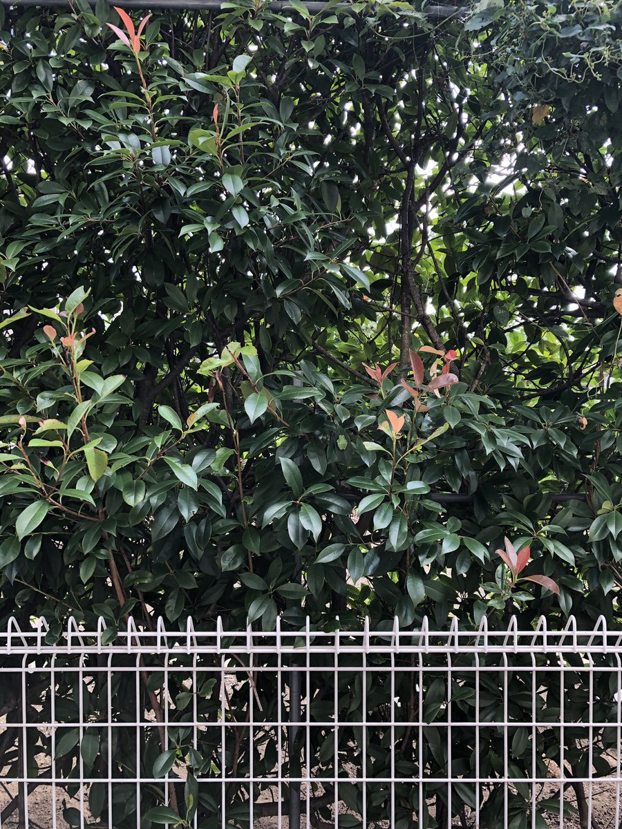 (キャプション自動取得対象外)